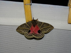 Austrolippa convergens
