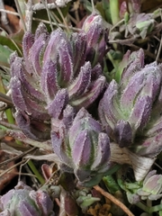 Chloropyron maritimum palustre