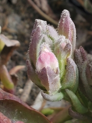 Chloropyron maritimum palustre