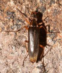 Cephaloon lepturides