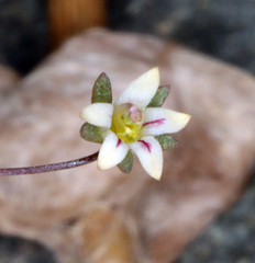 Nemacladus inyoensis