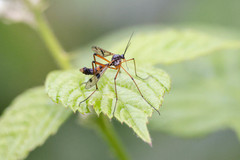 Ptychoptera contaminata