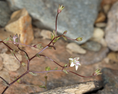 Nemacladus inyoensis