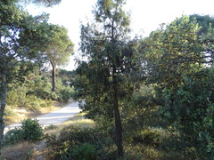 Juniperus oxycedrus