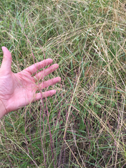 Schedonnardus paniculatus