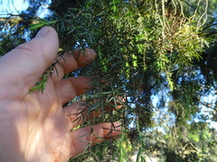 Juniperus oxycedrus