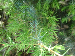 Juniperus oxycedrus