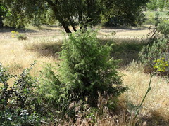 Juniperus oxycedrus