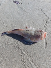 Astroscopus y-graecum