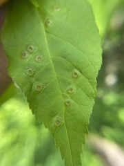 Phylloxera foveola