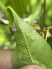 Phylloxera foveola