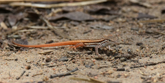 Meroles squamulosus