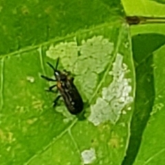 Odontota scapularis