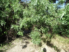 Fraxinus angustifolia