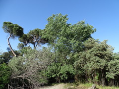 Fraxinus angustifolia