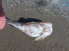 Astroscopus y-graecum