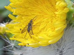 Phthiria antiqua