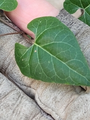 Matelea edwardsensis