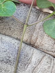 Matelea edwardsensis