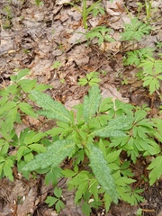 Ranunculus cassubicus