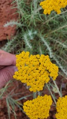 Achillea aleppica