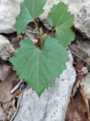 Vitis monticola