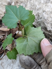 Vitis monticola