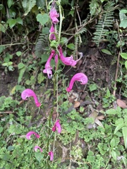 Centropogon urubambae