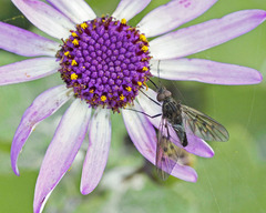 Phthiria antiqua