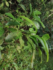 Acronychia baeuerlenii