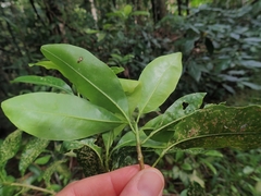 Acronychia baeuerlenii