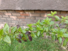 Streptosolen jamesonii