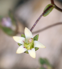 Nemacladus inyoensis