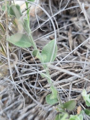 Rhinotropis lindheimeri