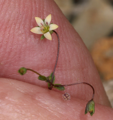 Nemacladus inyoensis