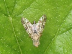Tephritis vespertina