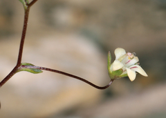Nemacladus inyoensis