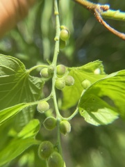 Celticecis oviformis