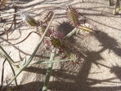 Daucus pumilus