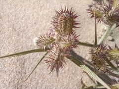 Daucus pumilus