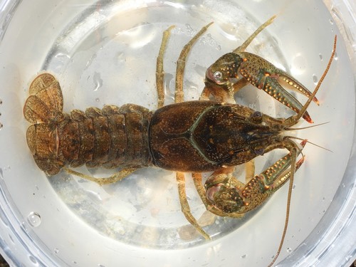 Virile Crayfish, photo 8 of 8