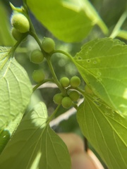 Celticecis oviformis