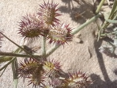 Daucus pumilus