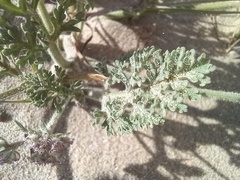 Daucus pumilus