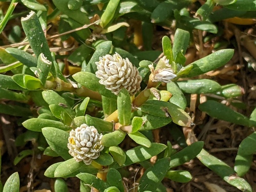 Blutaparon vermiculare