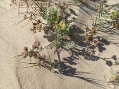 Daucus pumilus