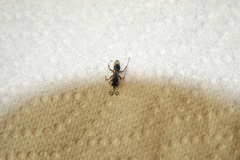 Auplopus mellipes