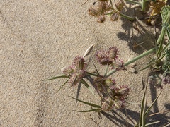 Daucus pumilus