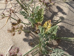 Daucus pumilus