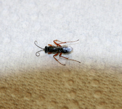 Auplopus mellipes